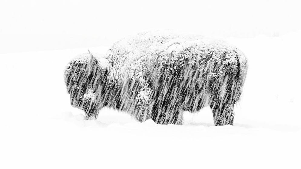Die besten Tierfotos des Jahres. «Snow Exposure» von Max Waugh, USA, Gewinner Kategorie «Black and White»: Ein Bison trotzt im US-amerikanischen Yellowstone Nationalpark dem Schneesturm.