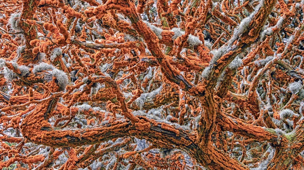 Die besten Tierfotos des Jahres. «Tapestry of Life» von Zorica Kovacevic, Serbien/USA, Gewinner Kategorie: «Plants and Fungi» (Deutsch: «Pflanzen und Pilze»): Das Geäst eines Monterey-Zypressenbaumes in Kalifornien, das von Algen überwuchert ist. Sogenannte Carotinoidpigmente sorgen für die orangene Farbe. Das grauen Geflechte ist eine Mischung aus Algen und Pilzen.