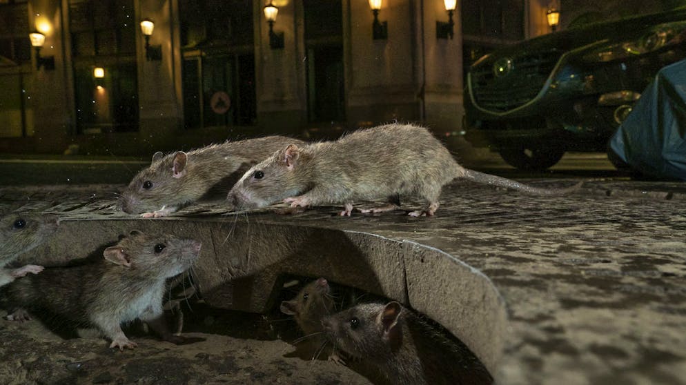 Die besten Tierfotos des Jahres. «The Rat Pack» von Charlie Hamilton James, Grossbritannien, Gewinner Kategorie, «Urban Wildlife» (Deutsch: «Urbane Tierwelt»): In New York tummeln sich Ratten an einem Kanaleingang. Die Vorfahren der Tiere kamen mit den Europäern in die USA.
