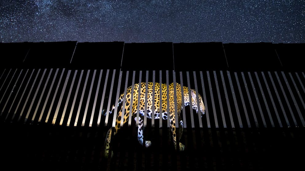 Die besten Tierfotos des Jahres. «Another Barred Migrant» von Alejandro Prieto, Mexiko, Gewinner Kategorie «Wildlife Photojournalism: Single Image»: Im US-Bundesstaat Arizona wurde das Bild eines hier so gut wie ausgestorbenen Jaguars an einen Abschnitt des Grenzzaunes zwischen den USA und Mexiko projiziert. Die von Donald Trump geplante Grenzmauer dürfte sich sehr negativ für die Populationen der Wildtiere auswirken.