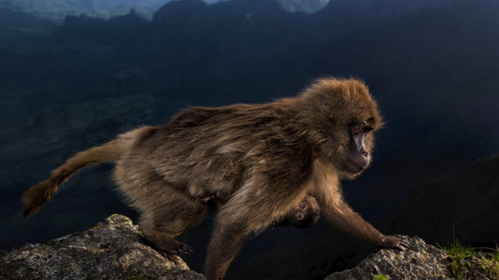 Die besten Tierfotos des Jahres. «Early Riser» von Riccardo Marchgiani, Italien, Gewinner in der Kategorie «Alter von 15 bis 17 Jahre»: Ein weiblicher Blutbrustpavian klettert bei Sonnenaufgang mit ihrem Säugling auf einer Klippe in Äthiopien.