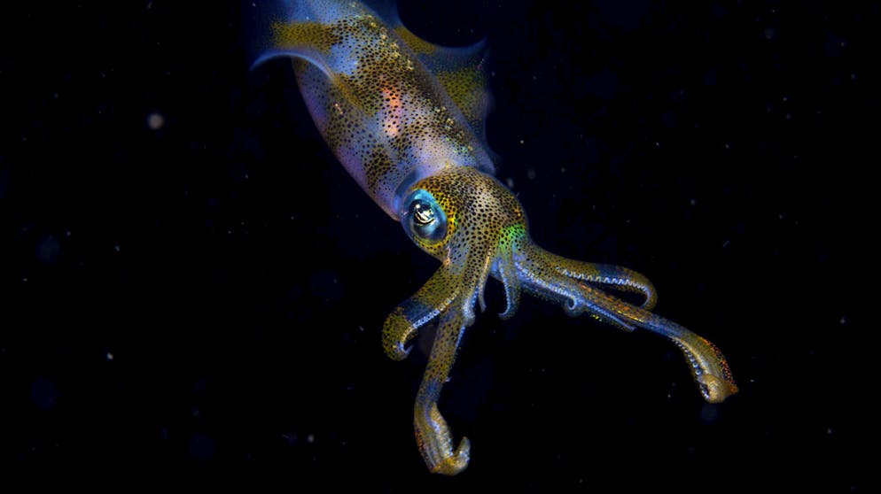 Die besten Tierfotos des Jahres. «Night Glow» von Cruz Erdmann, Neuseeland, Gewinner in der Kategorie «Alter 11 bis 14 Jahre»: Nachtaufnahme eines Riffkalmars.