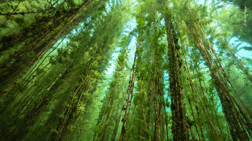 Die besten Tierfotos des Jahres. «The Freshwater Forest» von Michel Roggo, Schweiz, Anerkennungspreis in der Kategorie «Plants and Fungi» (Deutsch: «Pflanzen und Pilze»): Feingliedrige Stämme der Pflanzengattung Myriophyllum im Neuenburgersee.