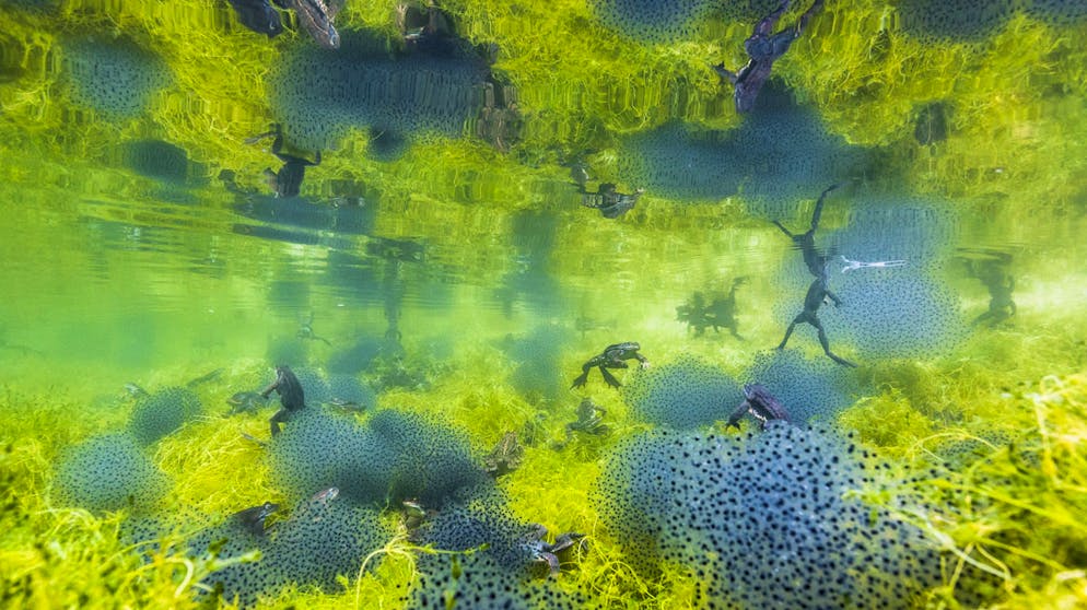 Die besten Tierfotos des Jahres. «Pondworld» von Manuel Plaickner, Italien, Gewinner Kategorie «Behaviour: Amphibians and Reptiles» (Deutsch: «Verhalten: Amphibien und Reptilien»): Frösche laichen in einem Teich in Südtirol.