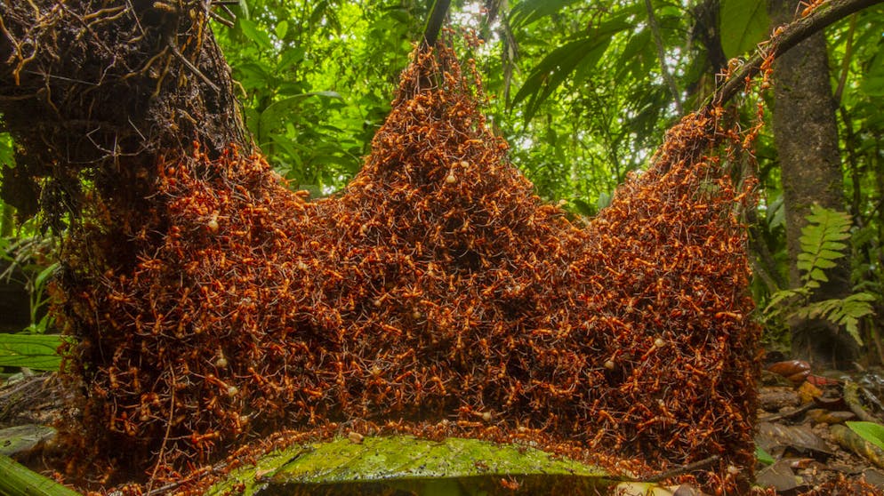 Die besten Tierfotos des Jahres. «The Architectural Army» von Daniel Kronauer, USA, Gewinner Kategorie «Winner 2019, Behaviour: Invertebrates» (Deutsch: «Verhalten: Wirbellose»): In Costa Rica erstreckt sich eine Ameisenkolonie über 400 Meter weit. In diesem Nest werden die Königin und die Larven geschützt.