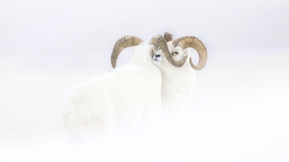 Die besten Tierfotos des Jahres. «Frozen Moment» von Jérémie Villet, Frankreich, Gewinner Kategorie «Rising Star Portfolio Award»: Zwei männliche Dall-Schafe tragen im Yukon, Kanada, Revierstreitigkeiten aus.