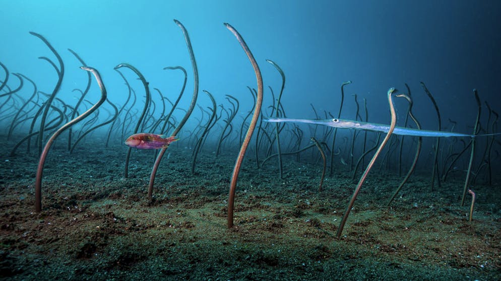 Die besten Tierfotos des Jahres. «The Garden of Eels» von David Doubilet, USA, Gewinner Kategorie «Under Water» (Deutsch: «Unter Wasser»): Eine Gartenaal-Kolonie in einem Korallenriff vor den Philippinen.