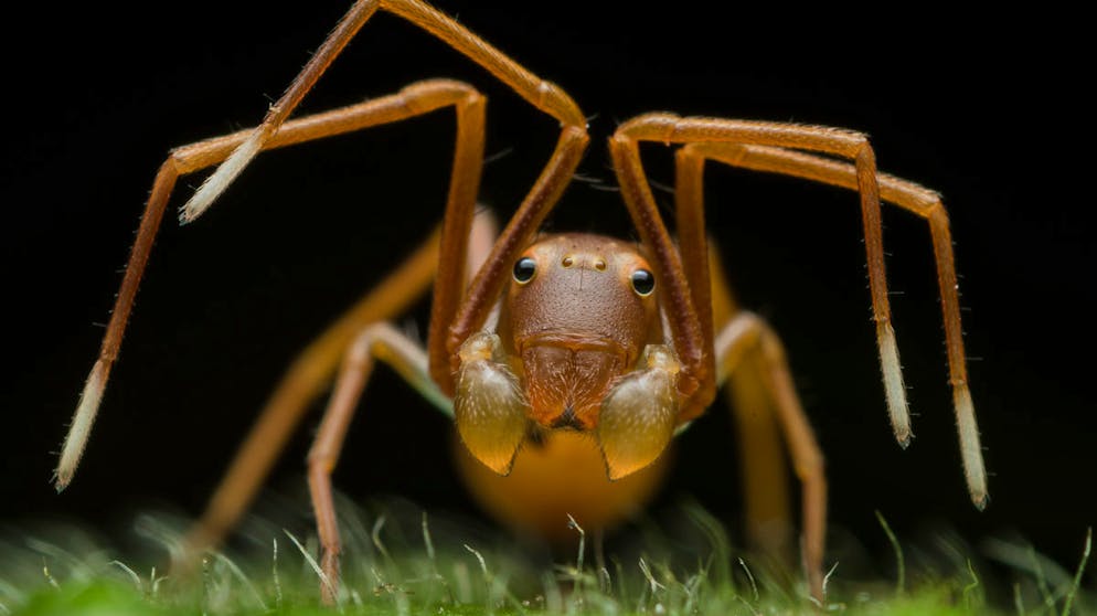 Die besten Tierfotos des Jahres. «Face of Deception» von Ripan Biswas, Indien, Gewinner in der Kategorie «Animal Portraits» (Deutsch: «Tier-Portraits»): Eine winzig kleine Krabbenspinne imitiert eine Ameise, die zu ihren Beutetieren gehört.
