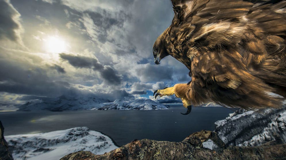 Die besten Tierfotos des Jahres. «Land of the Eagle» von Audun Rikardsen, Norwegen, Gewinner Kategorie «Behaviour: Birds» (Deutsch: «Verhalten: Vögel»): Aus einem gut geschützten Versteck gelang die Aufnahme eines Steinadlers bei seinem Abflug.
