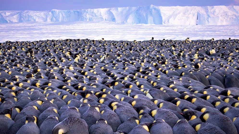 Die besten Tierfotos des Jahres. «The Huddle» von Stefan Christmann, Deutschland, Gewinner Kategorie «Wildlife Photographer of the Year Portfolio Award»: Über als 5'000 männliche Kaiserpinguine drängen sich in Atka-Bucht in der Antarktis eng aneinander. Sie sind bei Temperaturen von bis zu minus 40 Grad für das Ausbrüten der Eier verantwortlich.