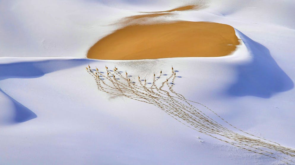 Die besten Tierfotos des Jahres. «Snow-Plateau Nomads» von Shangzhen Fan, China, Gewinner Kategorie «Animals in Their Environment» (Deutsch: «Tiere in ihrer Umgebung»): Eine Herde der bedrohten Tibetantilopen bahnt sich bei eisigen Temperaturen einen Weg durch die Kumukuli-Wüste im chinesischen Altun Shan National Nature Reserve.