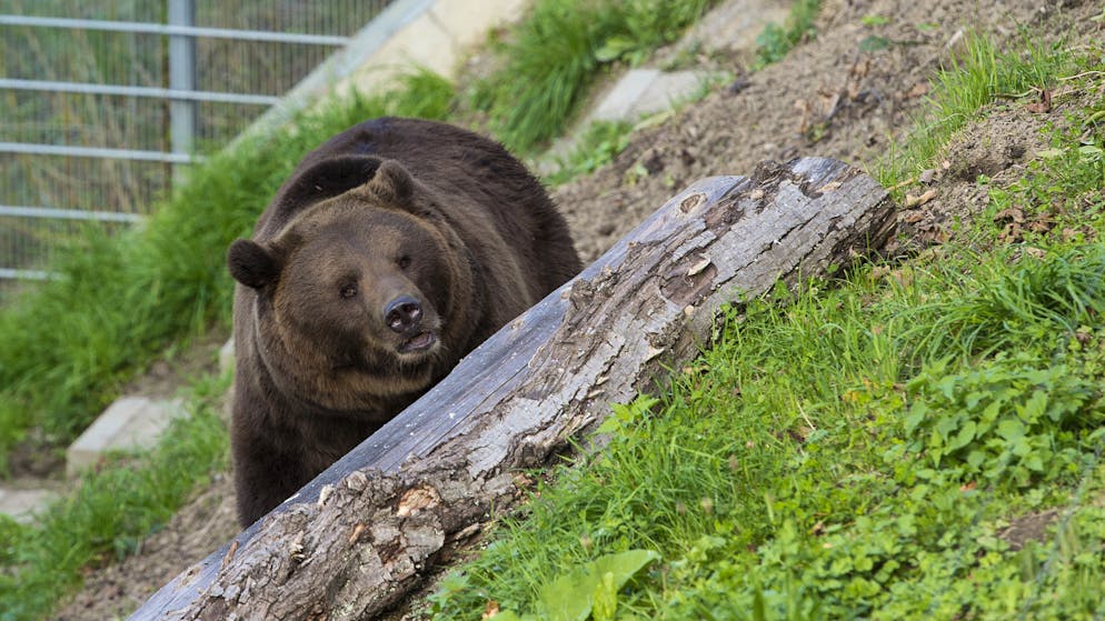 Bär Finn im September 2015 im Berner Bärenpark. (Archivbild)