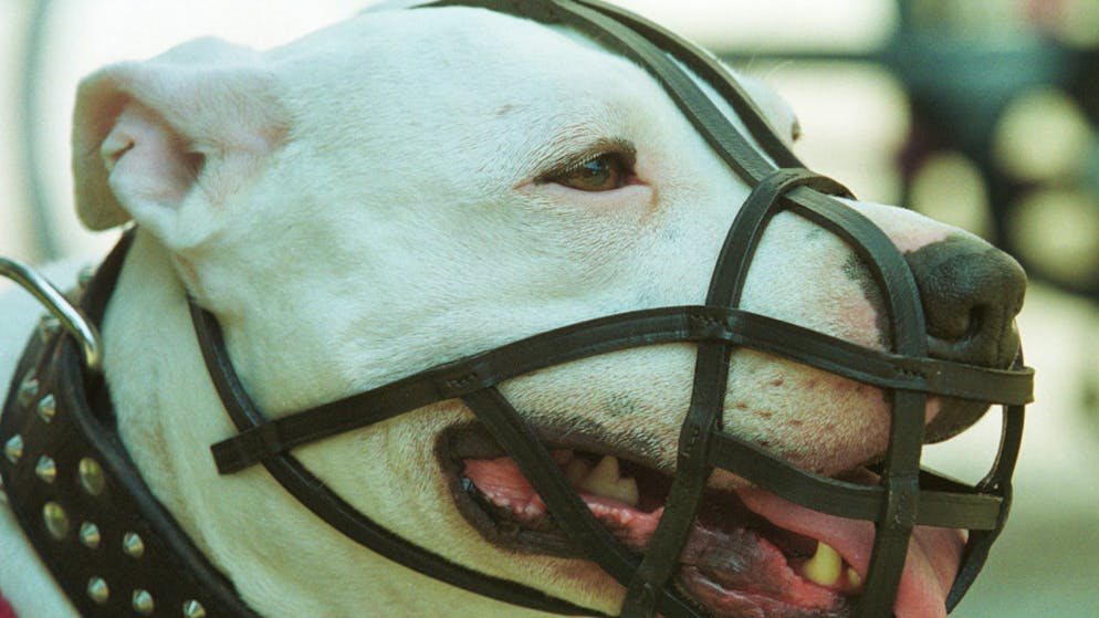 Das Bundesgericht hat den Halter einer Argentinischen Dogge vom Besuch eine Hundekurses befreit. (Symbolbild)