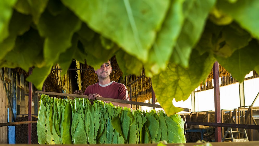 Schweizer Tabakanbau im Rückgang. Tabakblätter beim Trocknen. (Archivbild)