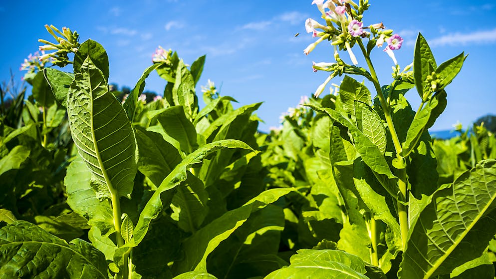 Schweizer Tabakanbau im Rückgang. In der Schweiz wird auf immer weniger Flächen Tabak angepflanzt. (Archivbild)