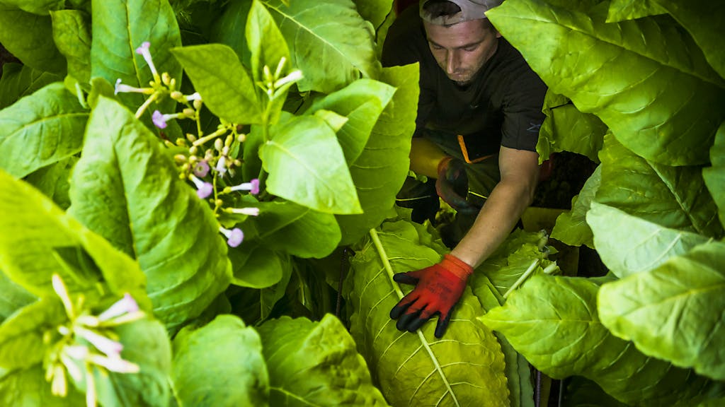 Schrumpfende Fläche. Schweizer Tabakanbau im Rückgang