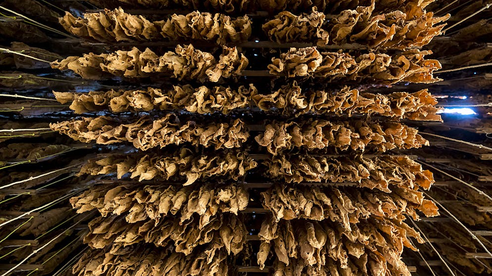 Schweizer Tabakanbau im Rückgang. Zum Trocknen aufgehängte Tabakblätter. Der Marktanteil der Schweizer Tabakproduzenten im Inland ist klein. (Archivbild)