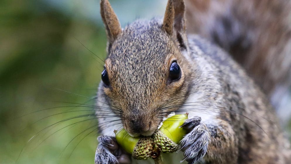 Sind herzig, aber vom Namen her nicht ganz an der Spitze: Eichhörnchen. Deutschlernende mögen das Wort «Gemütlichkeit» noch lieber. (Symbolbild)