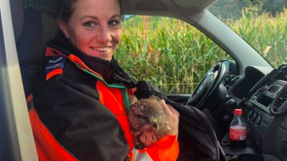 In guten Händen: Der Mäusebussard nach seiner Rettung vom Pannenstreifen der A13 bei Sevelen.
