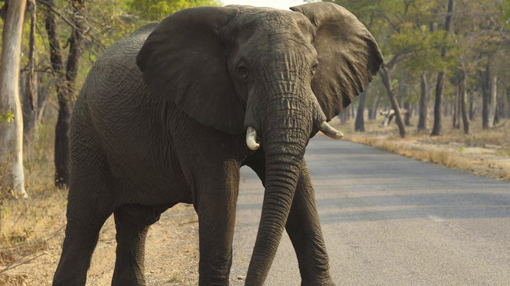 Au moins 55 éléphants sont morts de faim ou de soif depuis un mois dans le parc de Hwange au Zimbabwe (archives).