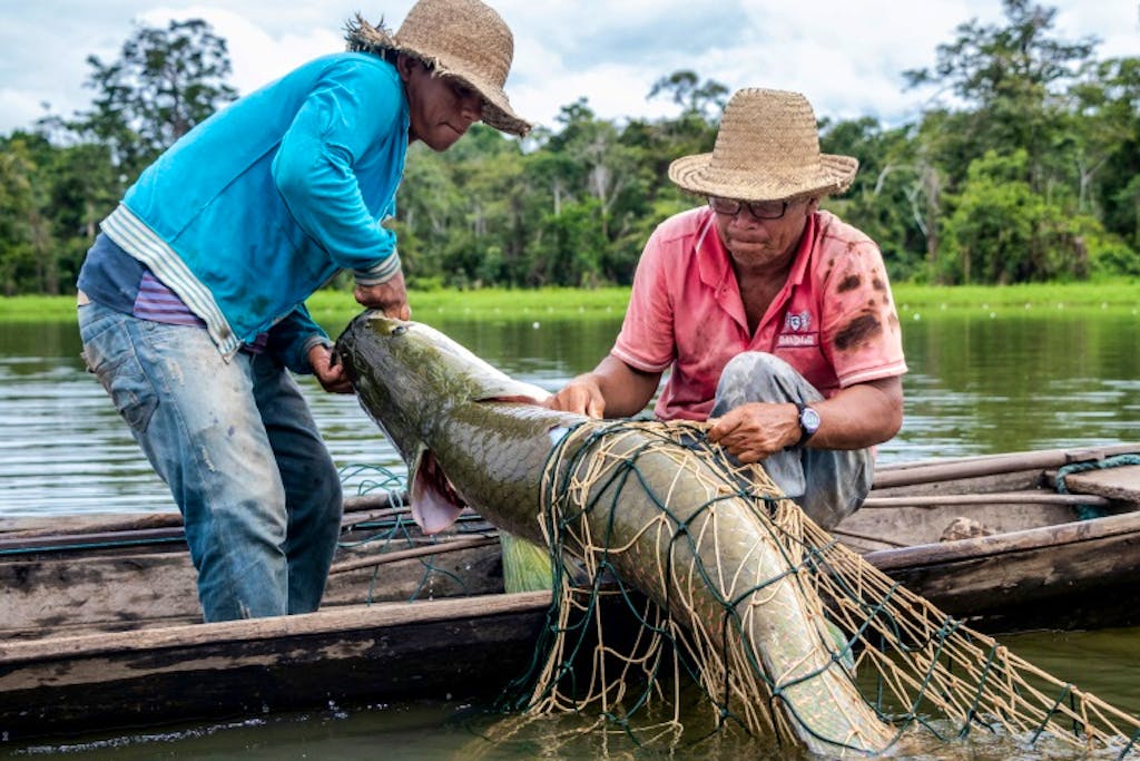 Image result for pirarucu amazonie