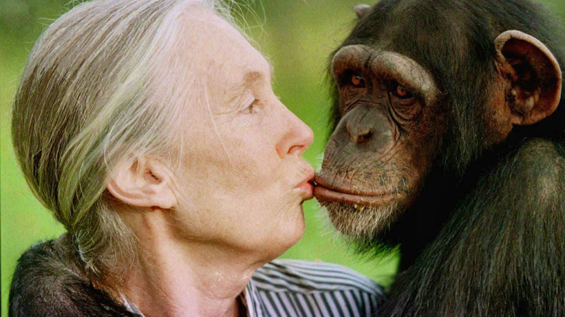 Evolution: Mensch und Affe: Hirnentwicklung verglichen | blue News