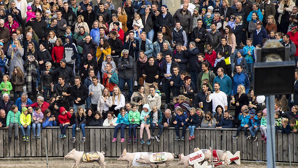 Sportwetten wie das Säulirennen an der Olma seien «in Bezug auf Spielmanipulation und Geldwäscherei unproblematisch», findet die St. Galler Regierung.