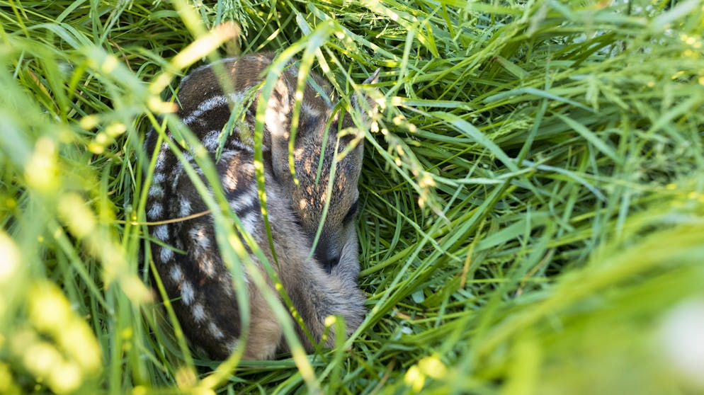 Drohnen-Flugverbot im Alpstein. Besonders erfolgreich wurden Drohnen 2019 eingesetzt, um Rehkitze vor dem Mähtod zu retten.