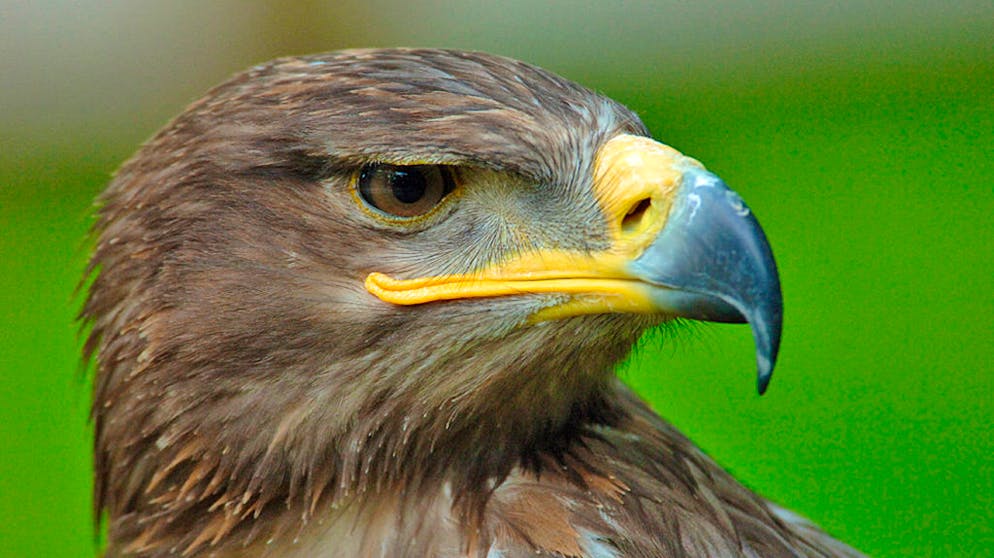 Ein Steppenadler namens Min hat offenbar den falschen Roaming-Tarif gebucht.