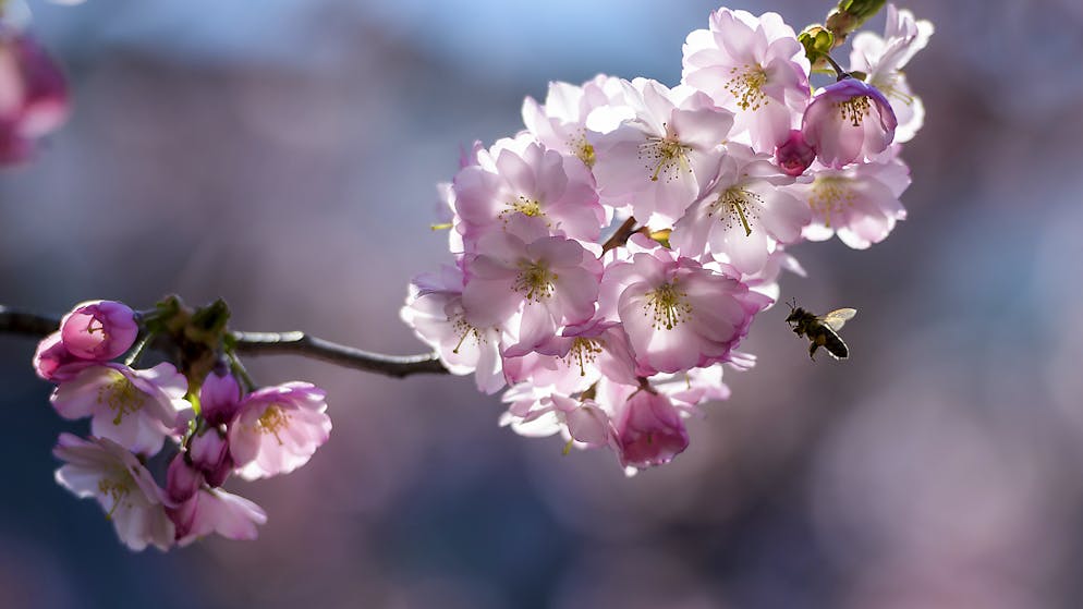 Im Mai blühen Obstbäume und Wiesen im Schweizer Mittelland. Wegen der schlechten Witterung im Mai 2019 konnten die Bienen jedoch nicht genug Nektar sammeln. (Archivbild)