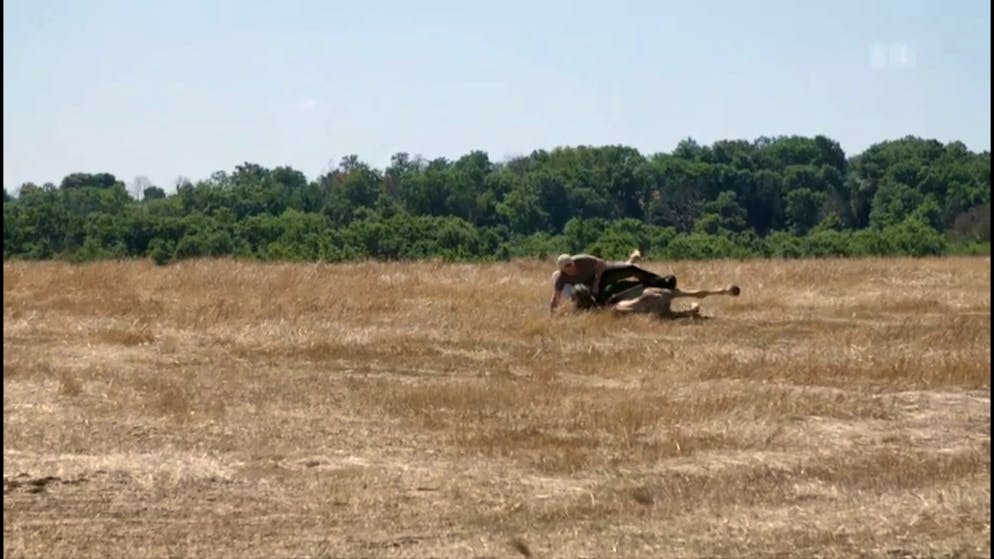 SRF bi de Lüt: Heimweh. Wallach Brio mag es, sich unangekündigt im Staub zu wälzen (ohne vorherige Warnung an den Reiter).