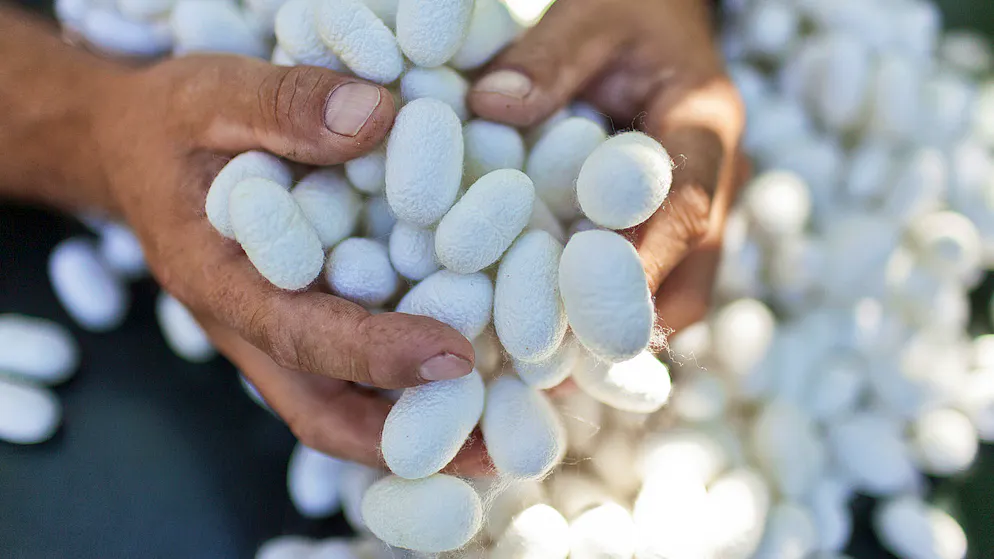 Seidenraupen-Kokons für die Produktion. (Archiv)