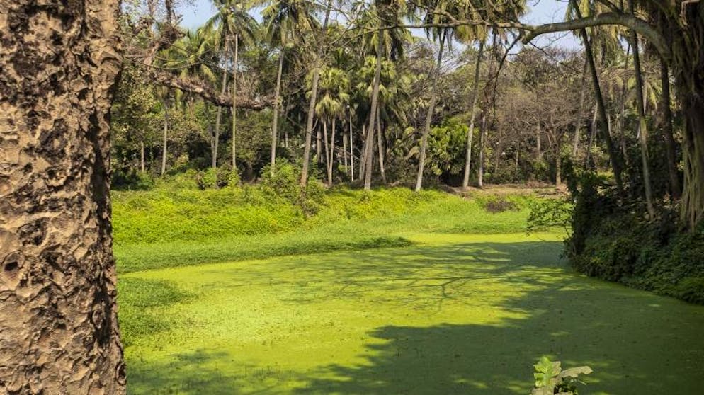 Kalkutta – bunte Metropole am Ganges. Überbordendes, frisches Grün im Botanischen Garten von Kalkutta.