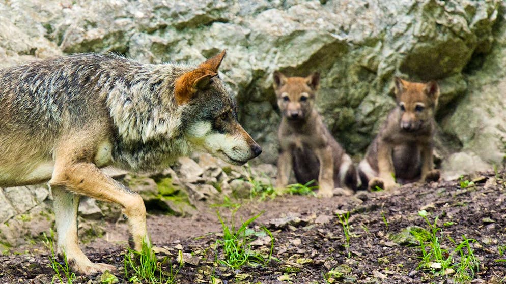 Jungwölfe mit ihrer Mutter im Juraparc: Im Gegensatz zu einem Bündner Wolfsrudel, das nun teilweise abgeschossen werden soll, riskieren diese Wölfe nichts. (Archivbild)