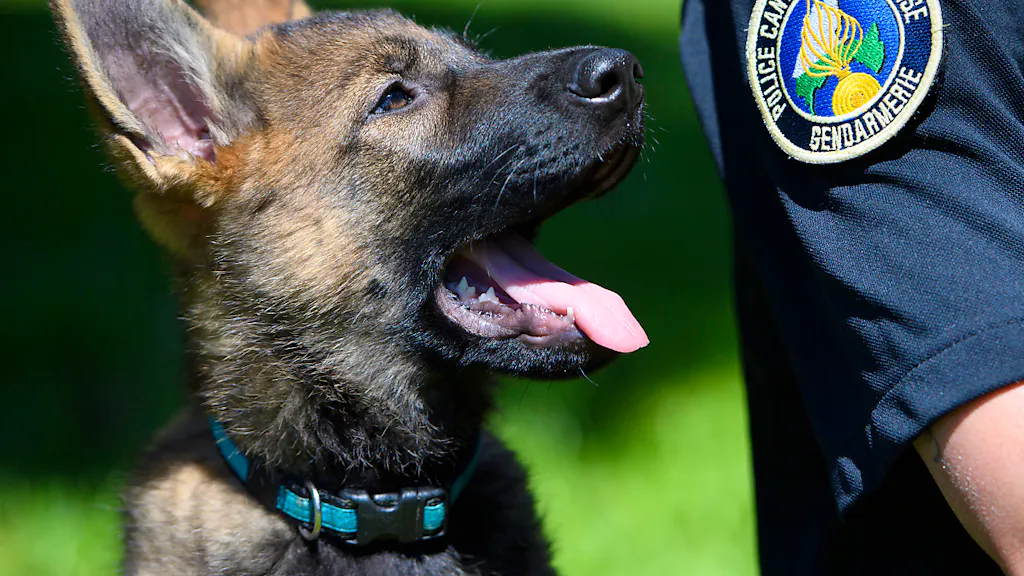 Même à la retraite, le chien Joker reste un policier dans