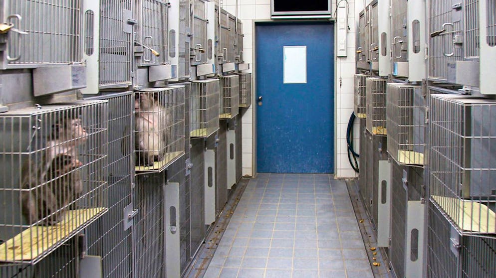 Ein moralisches Dilemma. Segen für die Forschung, Horror für die Tiere: Affen werden in Laboren in Käfigen gehalten und zu Testzwecken missbraucht. Wie zeitgemäss sind derartige Versuche? Gibt es Alternativen? Eine Doku widmet sich dem kontroversen Thema.