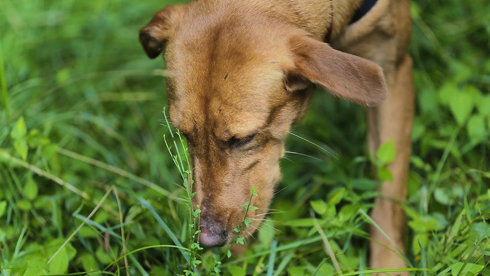 Nach dem Tod ihrer Hunde steht eine Hundebesitzerin in Burgdorf vor Gericht.