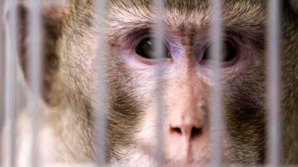 Ein moralisches Dilemma. Der tierische Protagonist des Films lebt in einem Versuchslabor in Deutschland.