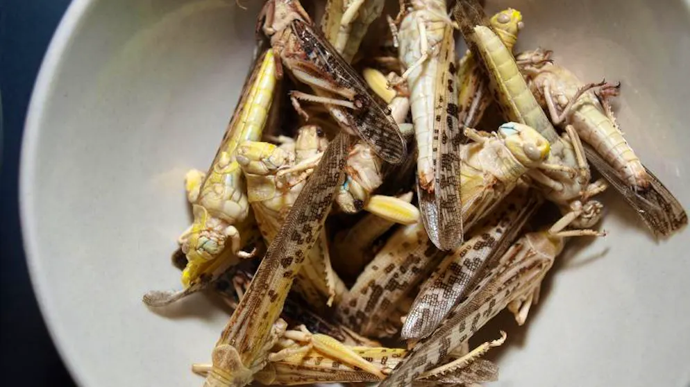 Schon bald könnte es mehr Insekten-Snacks wie diese Heuschrecken auf dem Speisplan geben geben. 
