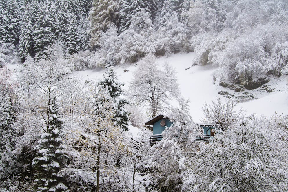 Piante imbiancate negli scorsi giorni a Olivone (valle di Blenio)