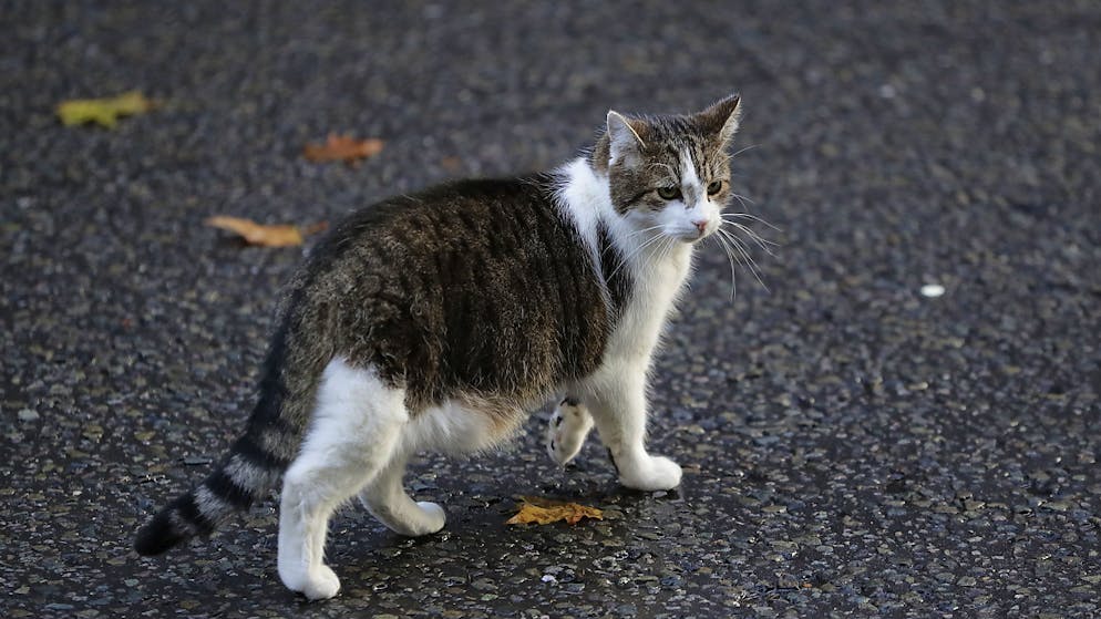 Australia: campagna nazionale contro gatti selvatici