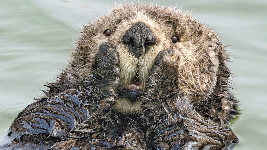 Preisgekrönte Schnappschüsse. Tiere sind manchmal echt zum Schiessen
