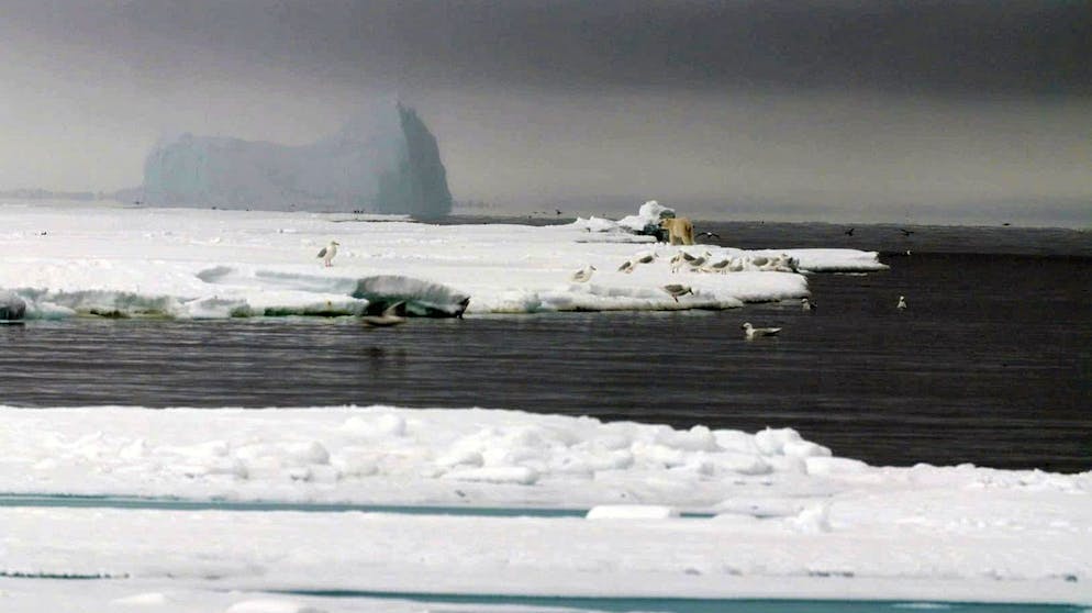 Kanada gilt als Land der Artenvielfalt, doch wie lange noch? Der Klimawandel hinterlässt vielerorts bereits heute deutliche Spuren.