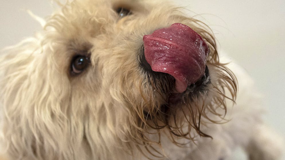 Bei der Hälfte aller Tierschutz-Straffälle in der Schweiz sind Heimtiere betroffen, vor allem Hunde werden oft Thema für die Justiz. (Symbolbild)