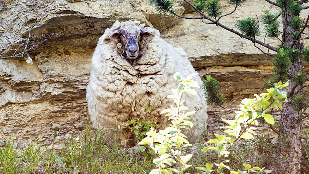 Bereits seit rund fünf Jahren treibt sich Schaf Maggie im Jonastal im deutschen Bundesland Thüringen herum. Einen Scherer hat das Tier seither nicht gesehen, weshalb die Wolle an seinem Leib auf 20 Kilogramm geschätzt wird. Das viele Material könnte dem Schaf im Gebüsch zum Verhängnis werden, oder auch, wenn es sich mit Wasser vollsaugt. Personen, die Maggie sichten, sollten deshalb versuchen, das Schaf einzufangen.