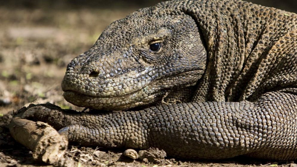 Auf der indonesischen «Drachen-Insel» Komodo sind laut dem Gouverneur der Provinz Touristen mit wenig Geld nicht mehr erwünscht. Auf Komodo sind knapp 1'300 Komodo-Drachen oder -Warane zu Hause, die bis zu vier Meter lang werden. (Archivbild)