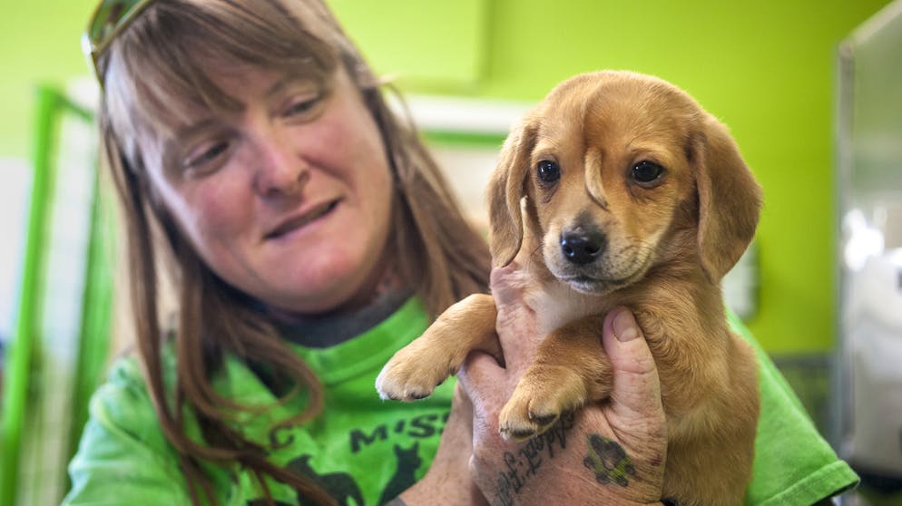 Niedlicher geht nicht: Welpe Narwhal verzückt seine Retter und Facebook-Fans mit einem kleinen Pelzhorn auf der Stirn.