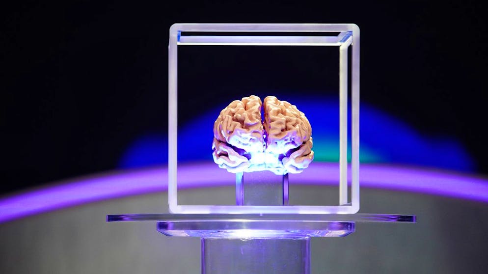 «Bin ich schlauer als Günther Jauch?»: «WWM»-Moderator demontiert sich selbst!. Der ungewöhnlichste Preis aller Zeiten? Bei «Bin ich schlauer als Günther Jauch» konnte man ein von einem 3D-Drucker reproduziertes Gehirn von Günther Jauch gewinnen.