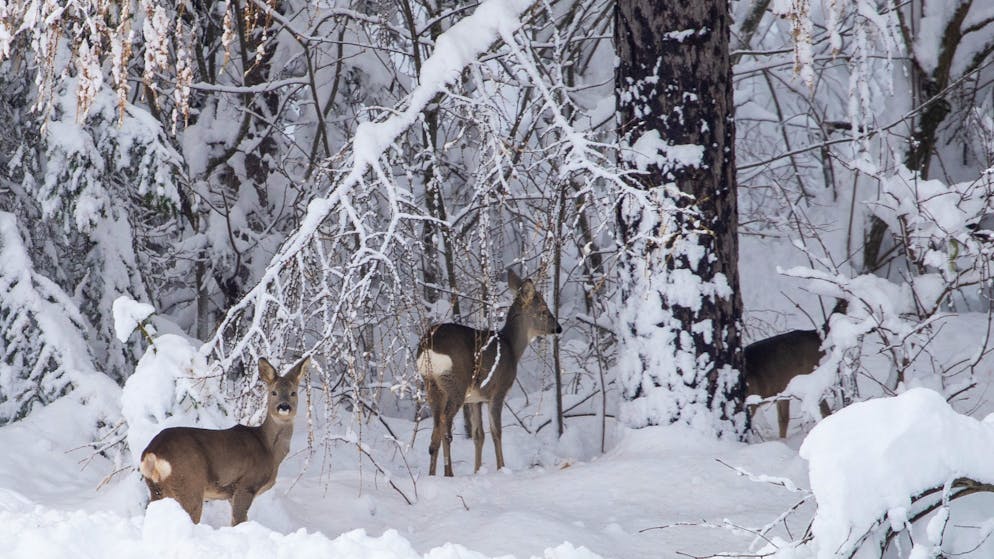 Chaos wegen Schnee und Regen in Osttirol. Rehe im Schnee bei Kals am Grossglockner in Österreich.