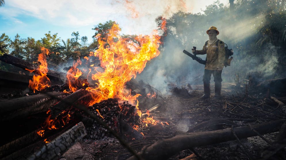 Brasilien verzeichnet einen dramatischen Verlust seines Regenwaldes. Bauern und andere zünden häufig Flächen an, um ihn zu vernichten und den Boden für Soja-Anbau und Weiden zu nutzen (Symbolbild).